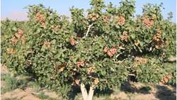 کشت پسته در ۴۴۵ هکتار از اراضی استان زنجان